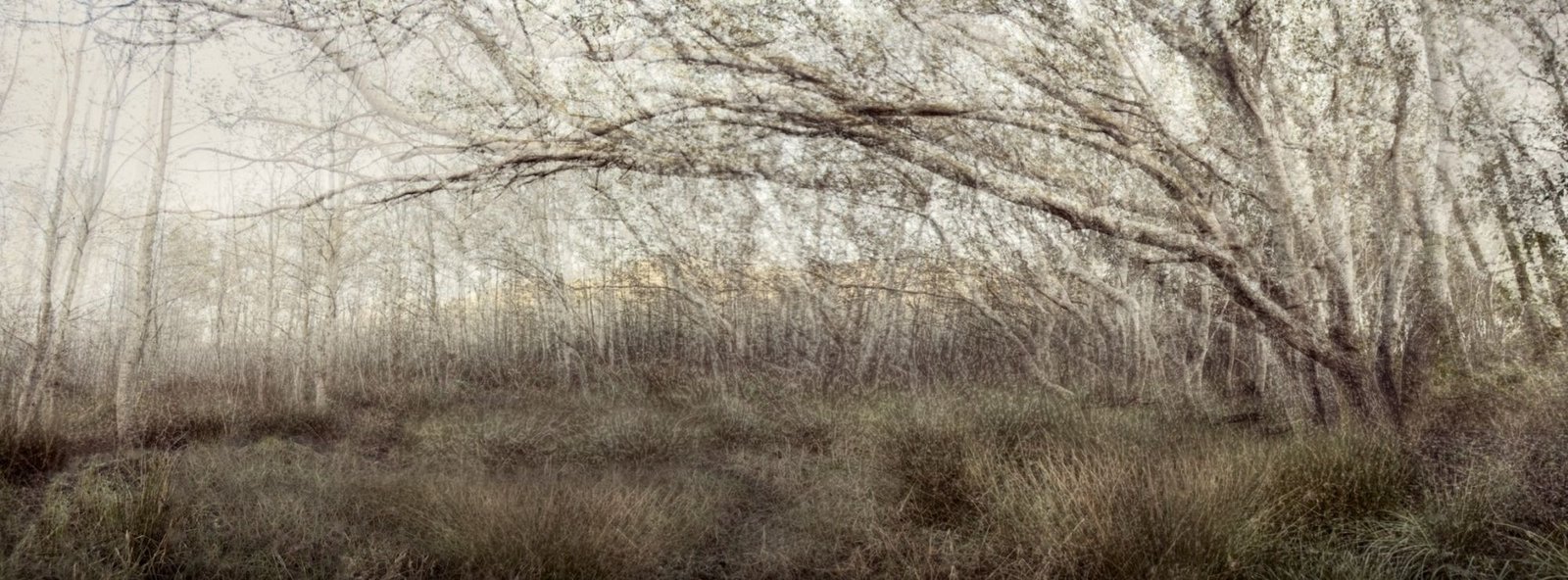 Caprice, an ethereal forest beside a river on a winter morning, by Martin Osner